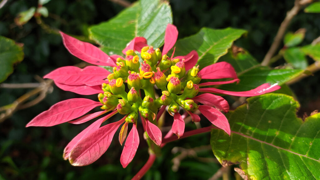 Picture of a flower