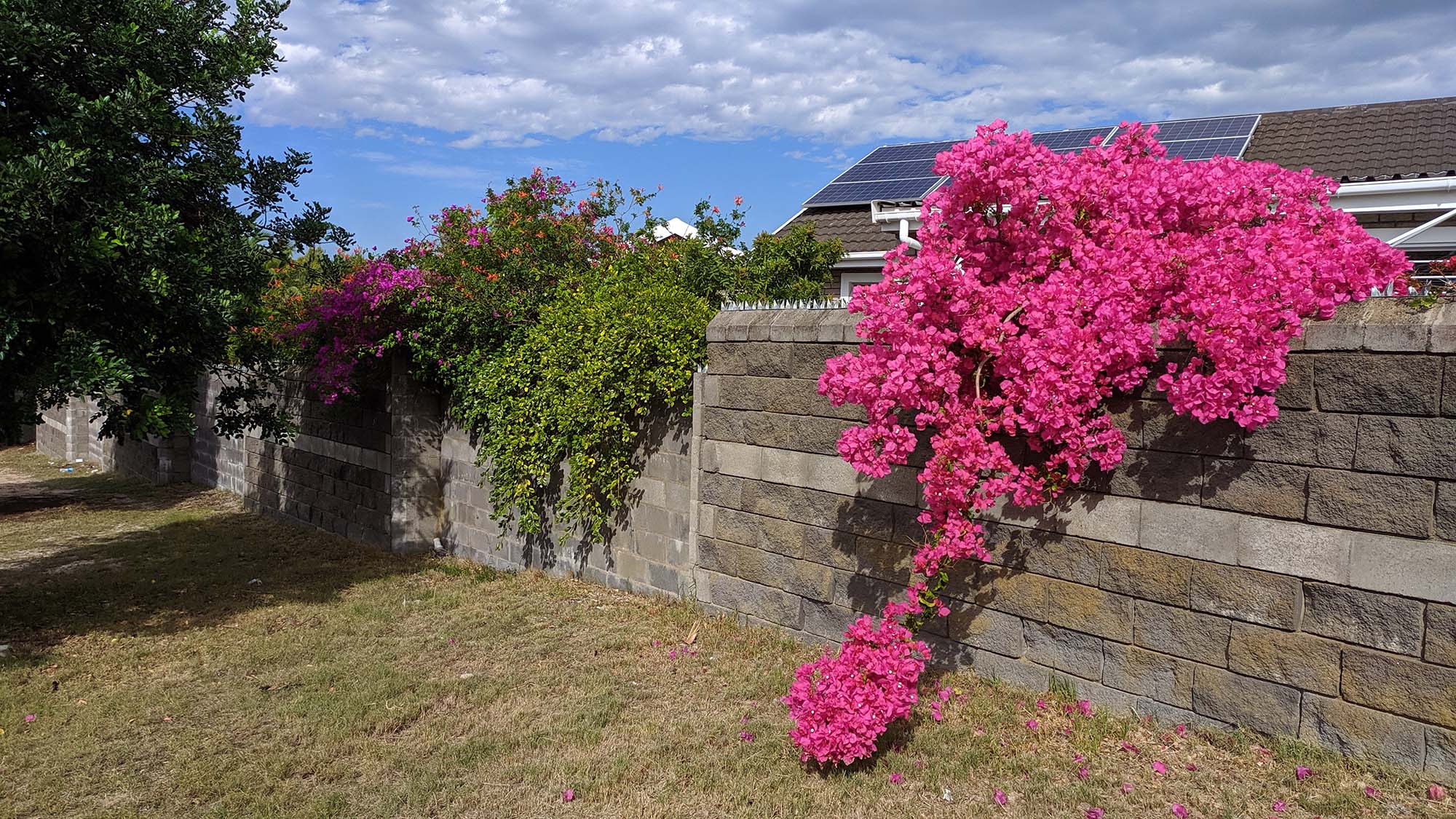 Bougainvillea or Paper Flower