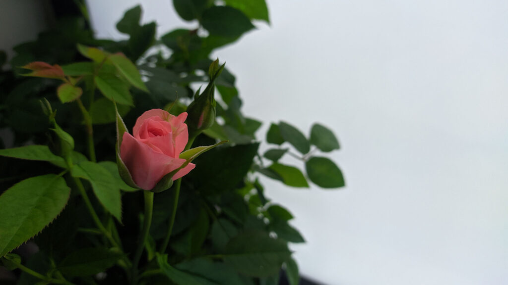 Photo of a pink miniature rose